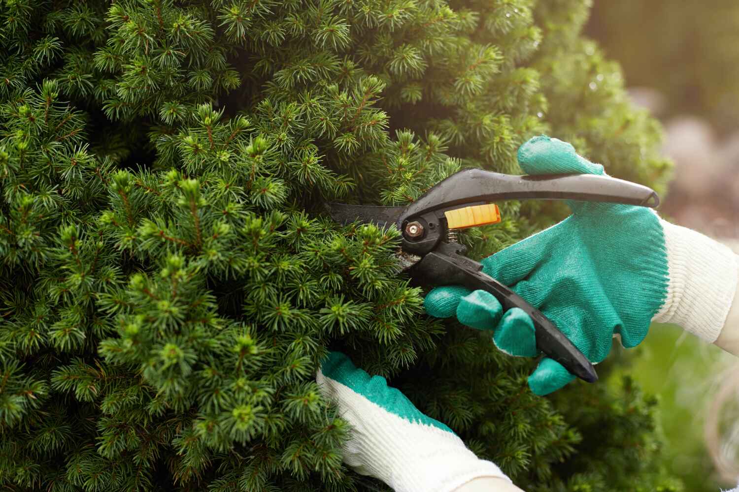 Best Professional Tree Care  in Port Charlotte, FL